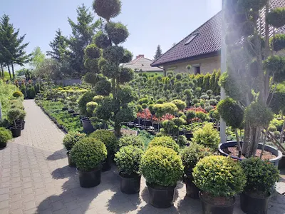 Gospodarstwo Szkółkarskie Krzewów Ozdobnych – Krzysztof Kłys